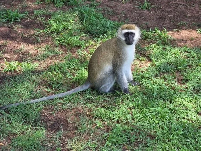 Day Trip Ol Pejeta Conservancy & Sweetwaters Tour