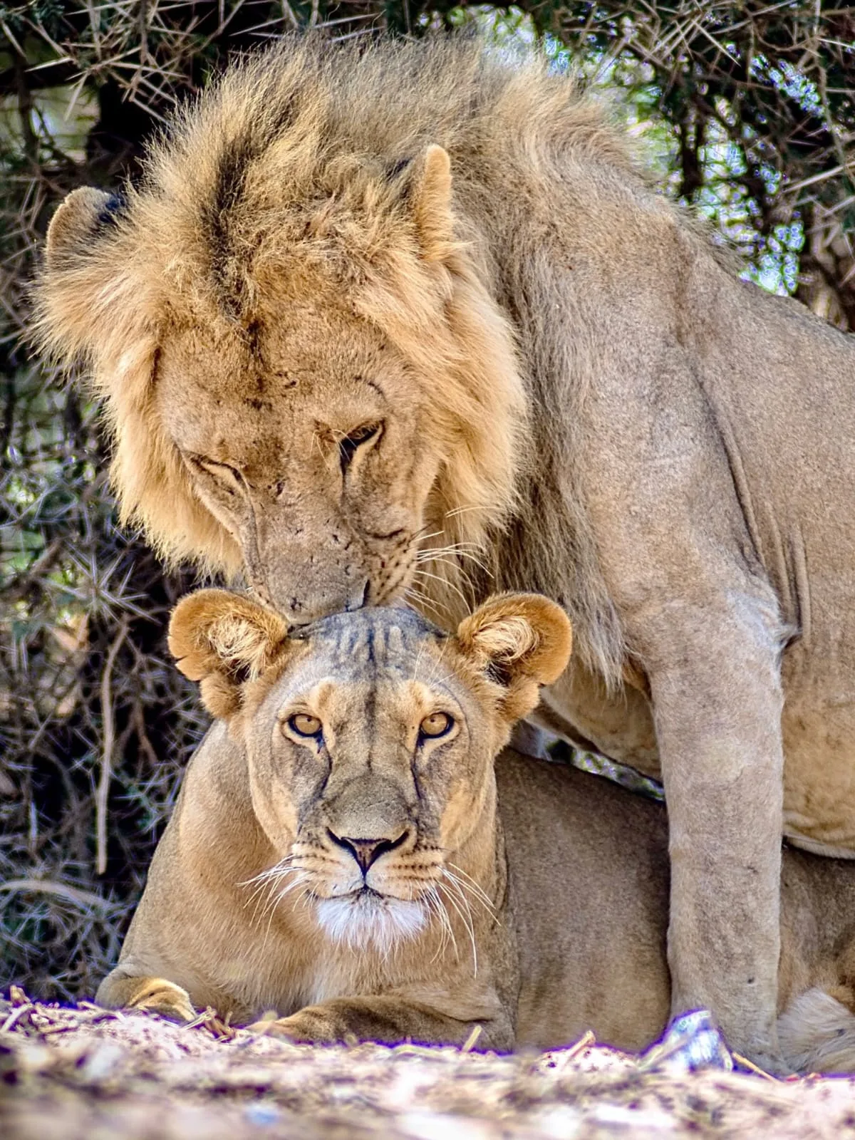 Adult lionesses playing on the grasslands during a Tanzania safari