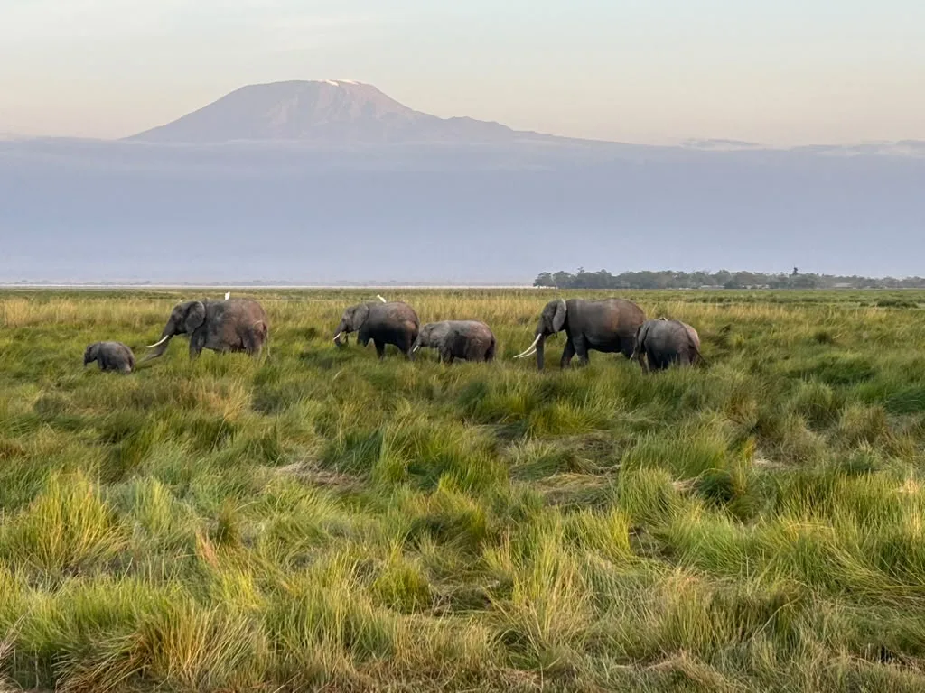 Amboseli luxury safari with Mount Kilimanjaro