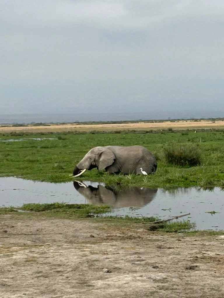 amboseli-huge-elephant-of-a-wetland-20260804-104752-ccc3ad.webp Amboseli huge elephant of a wetland