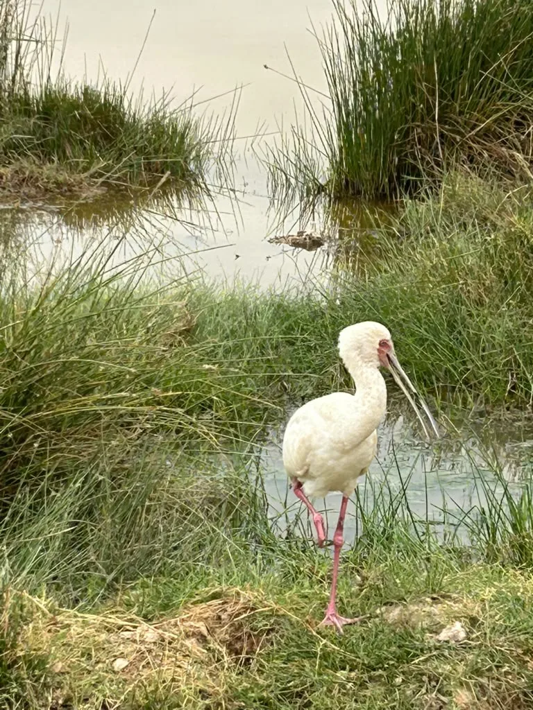 birding-watching-in-amboseli-20260804-105047-804154.webp Birding watching in Amboseli
