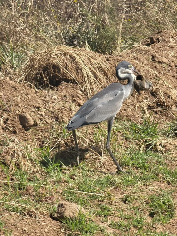 3-day Tarangire Lake Manyara and Ngorongoro safari in Tanzania