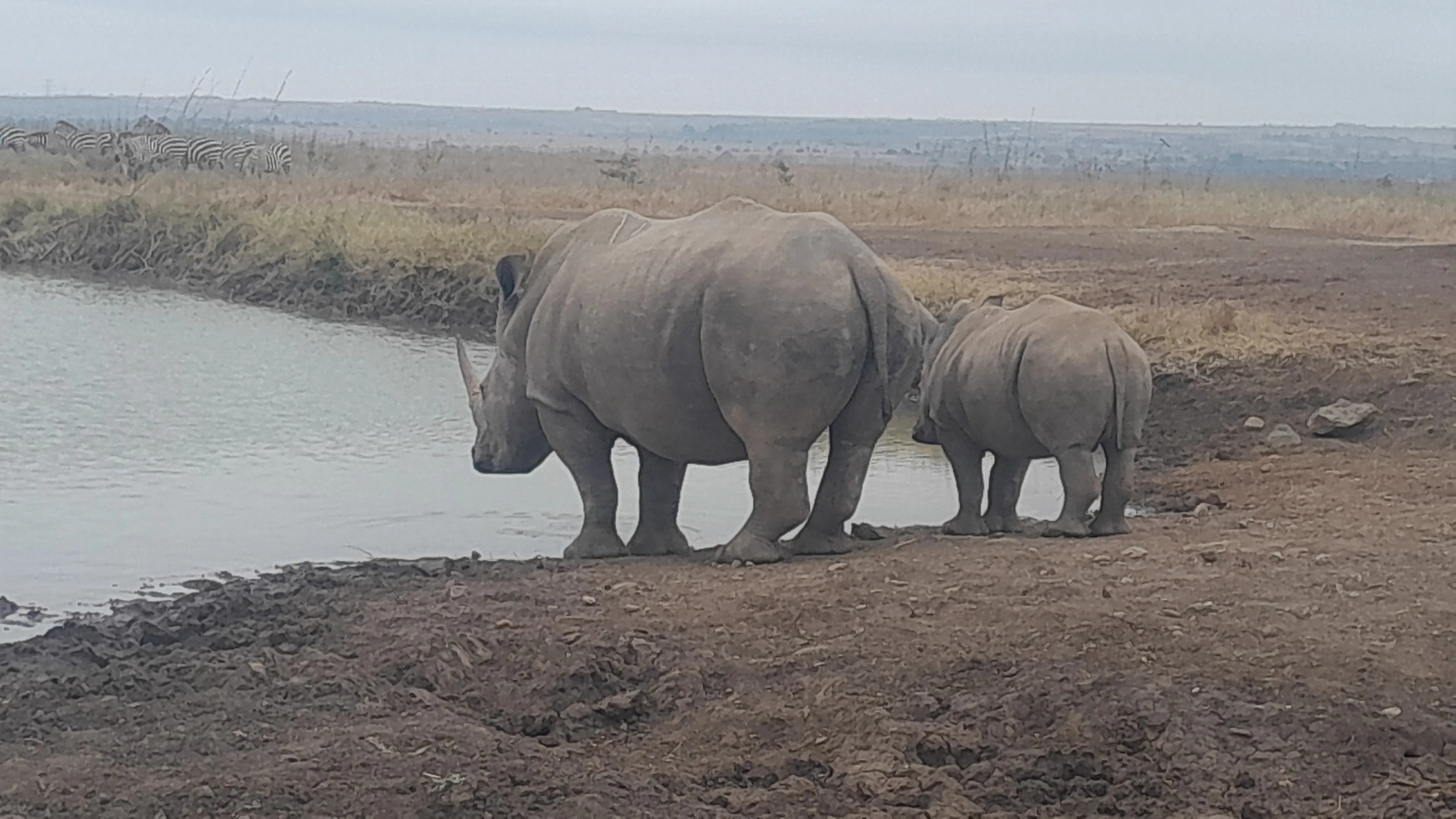 Group safari game drive in Tarangire National Park