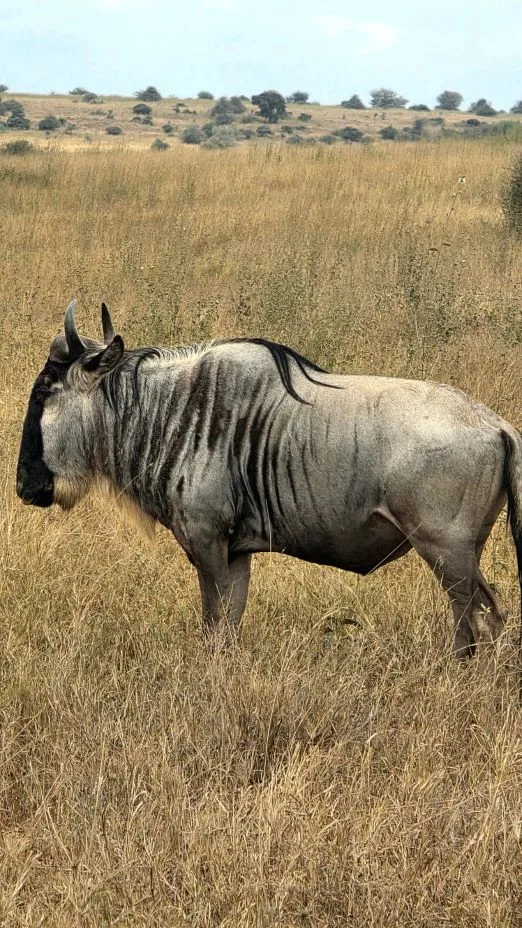 3 Day Serengeti Group Tour from Arusha in Tanzania