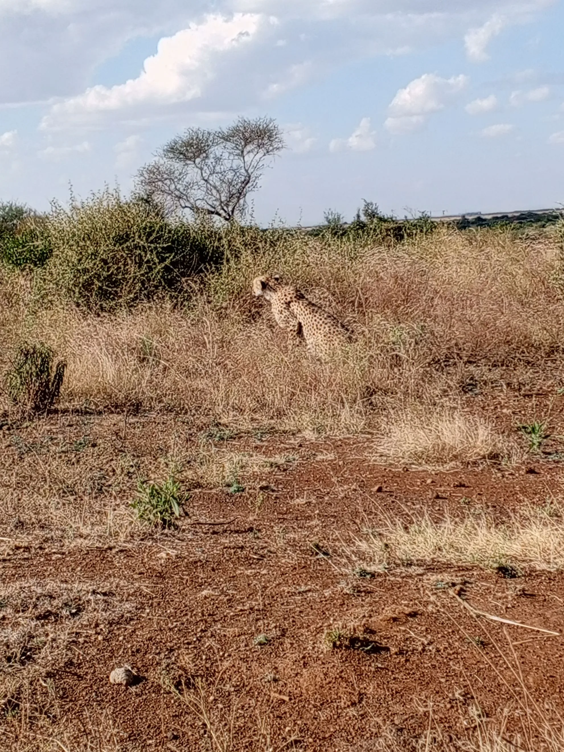 Zebras on the savannah during Tarangire National Park game drive