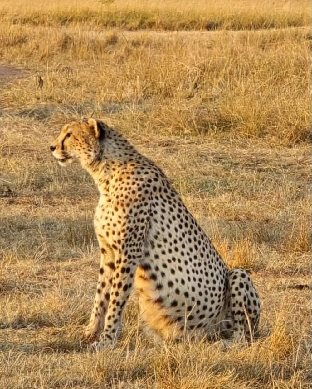 Climbers trekking Mount Kilimanjaro on a 15-day Kilimanjaro Serengeti and Zanzibar tour