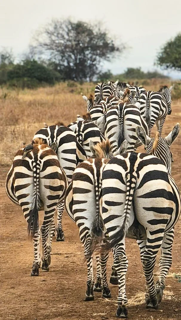 5-day Tanzania group safari in Serengeti National Park