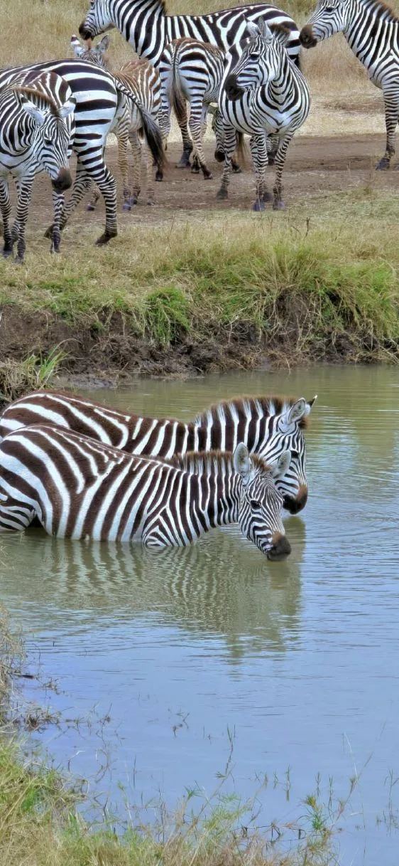 2 Days Tarangire & Lake Manyara Safari