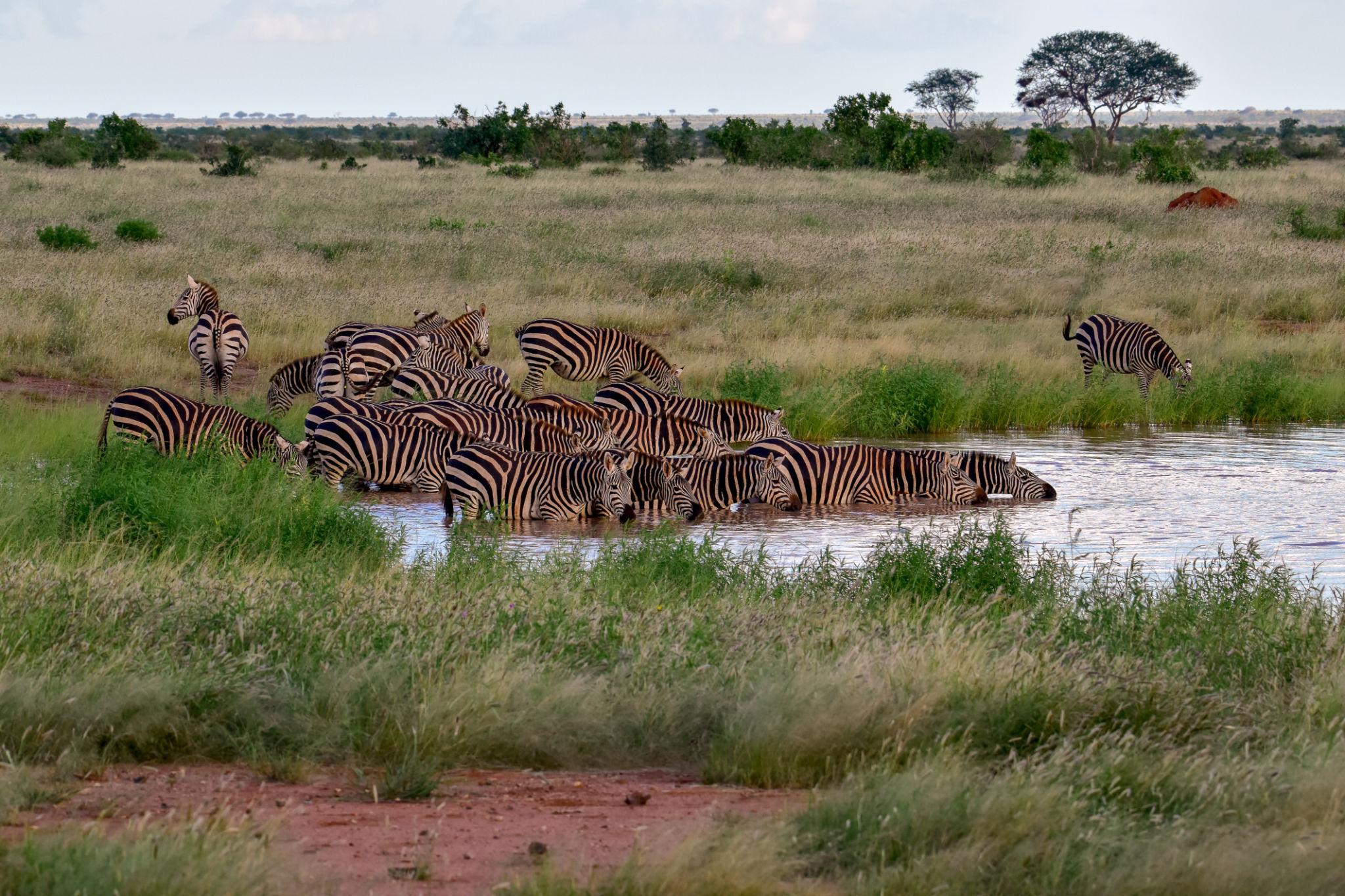 3 Days Maasai Mara Fly In Tour from Nairobi
