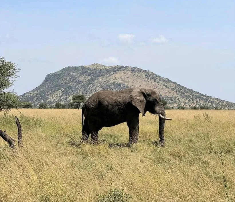 5 Days Tsavo East Safari
