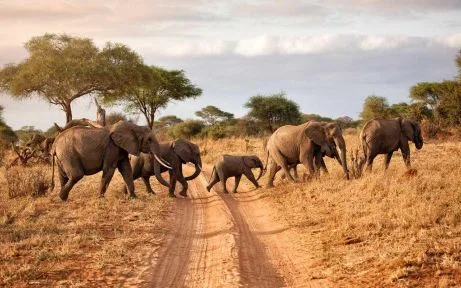 5-day Tanzania group safari in Serengeti National Park
