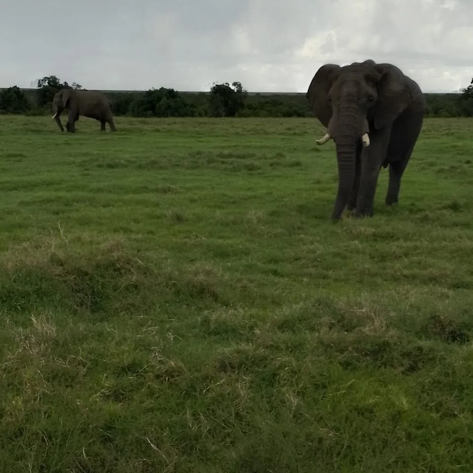 3 Day Serengeti Group Tour from Arusha in Tanzania