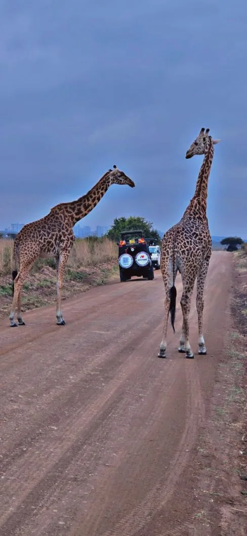 4 days Serengeti tour from Zanzibar with wildlife on the open plains