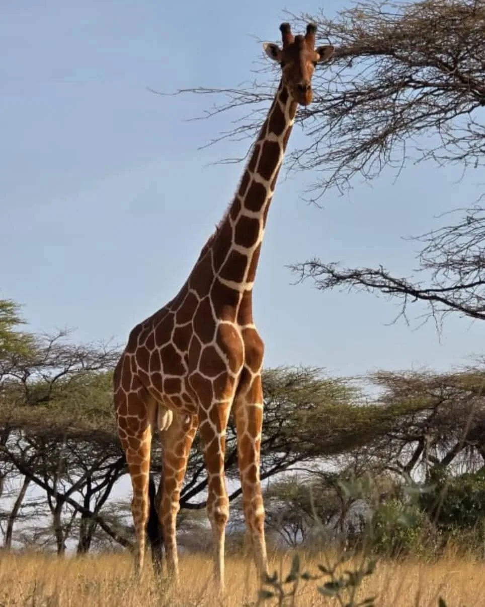 Serengeti wildlife on a 12-day Tanzania safari and Zanzibar beach holiday