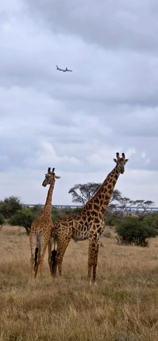 Zebras on the savannah during Tarangire National Park game drive