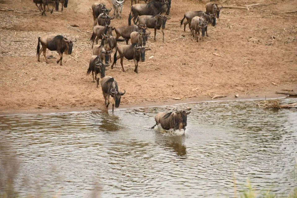 3 Days Masai Mara Budget Safari
