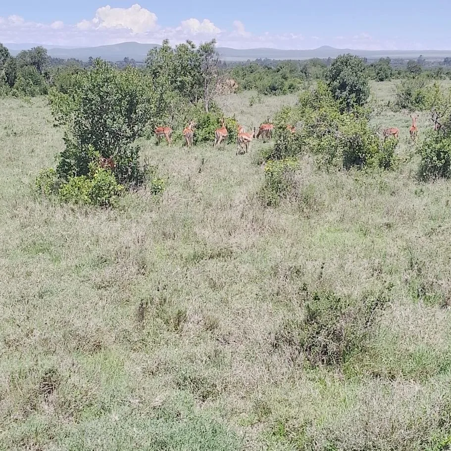 4 Days Tarangire, Serengeti & Ngorongoro Group Safari