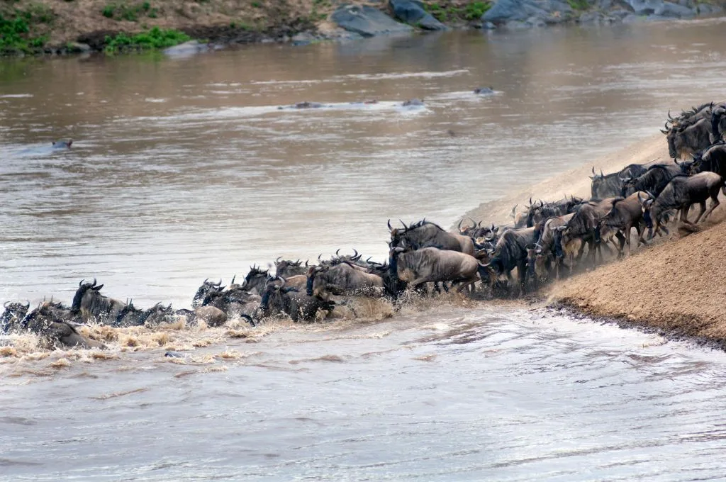 Migrating wildebeest herds crossing the western Serengeti grasslands