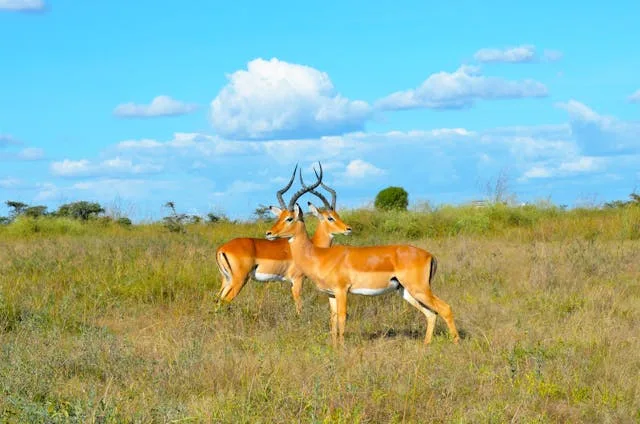 Ultimate Guide to Best Kenya Safari Tour Holiday 2026/2027 (Packages, Prices & Travel Tips)