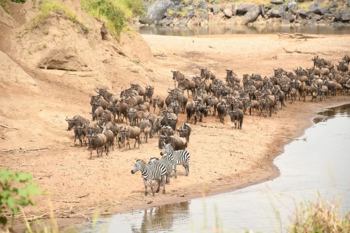 Great Migration in Kenya 2026