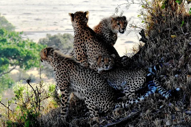 Guide to Kenya Safari Cost  – Budget, Mid-Range & Luxury Price Breakdown