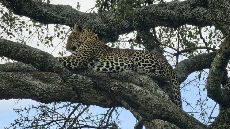 3 Days Amboseli Fly In Safari with elephants and Mount Kilimanjaro in Kenya