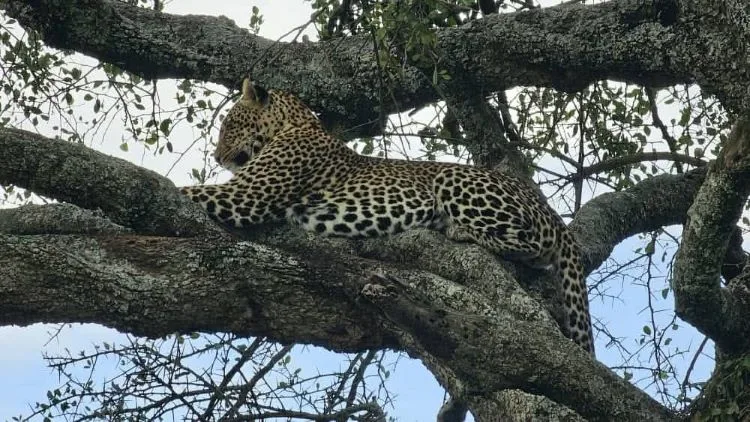 Best Time to Visit Kenya & Tanzania for a Safari (2026/2027)