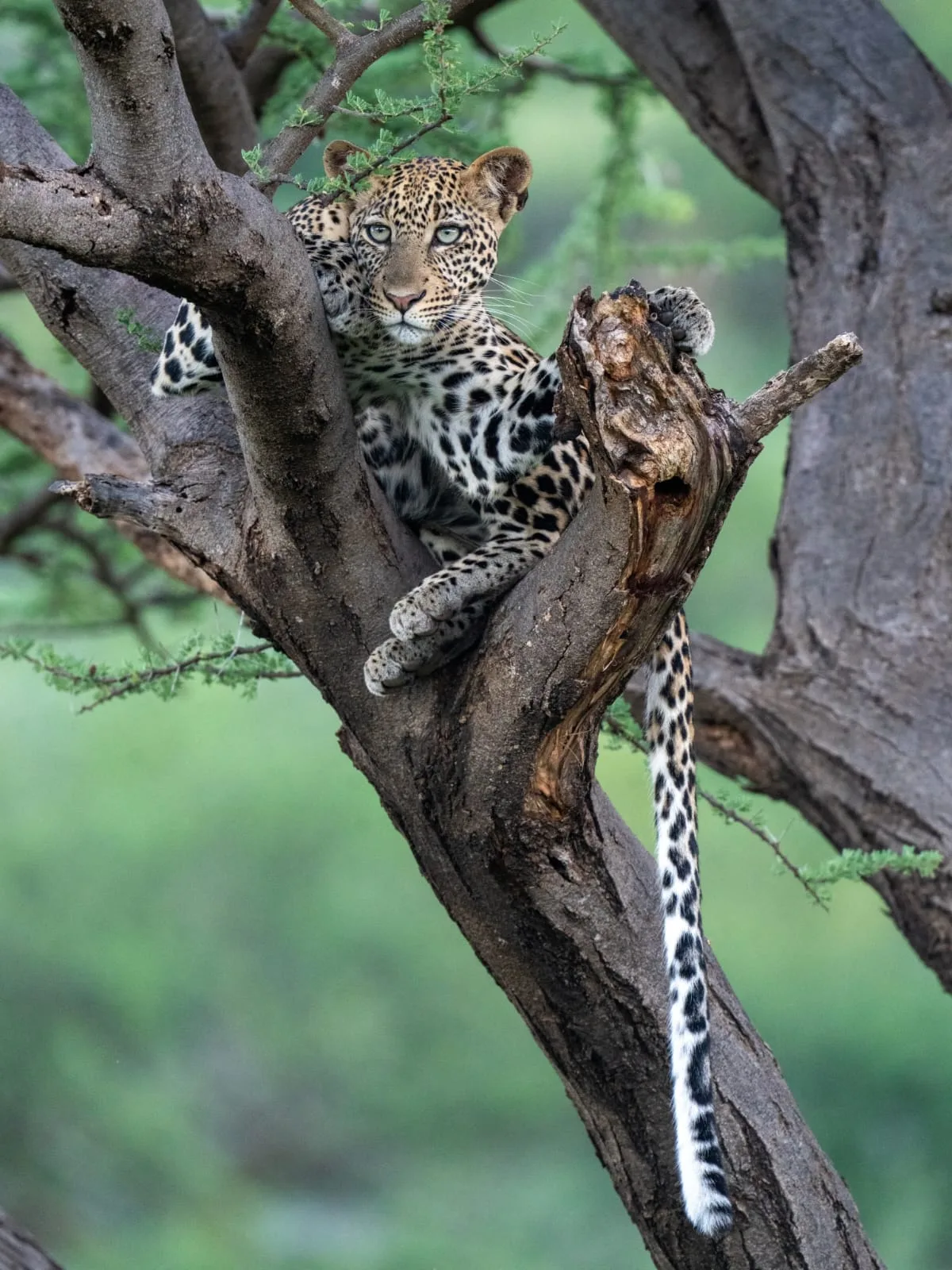4 days Serengeti tour from Zanzibar with wildlife on the open plains