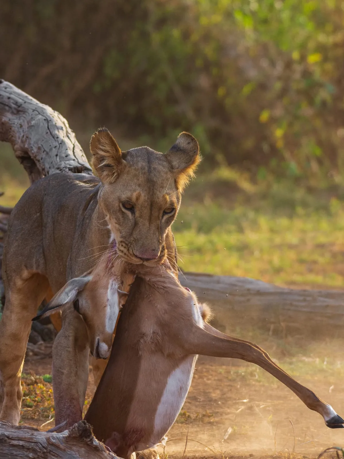 Lion feeding on an impala kill in the Tanzania wilderness