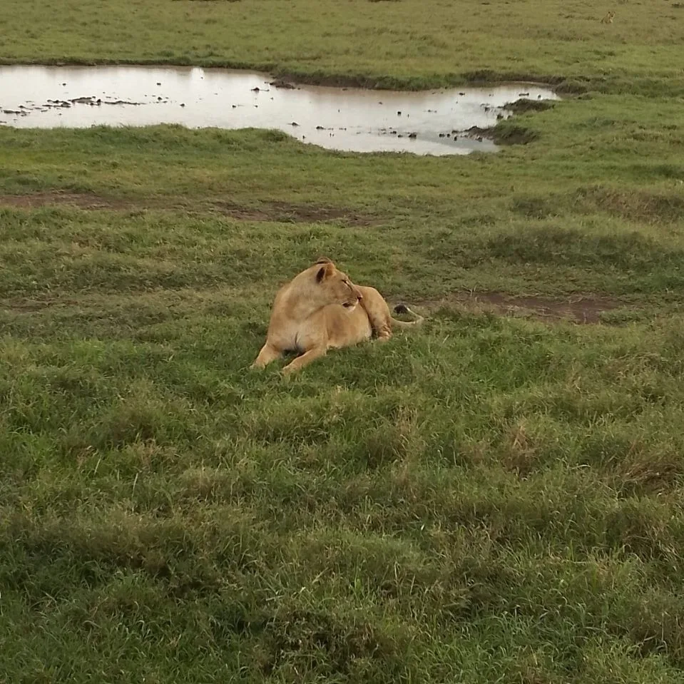 5-day Tanzania group safari in Serengeti National Park