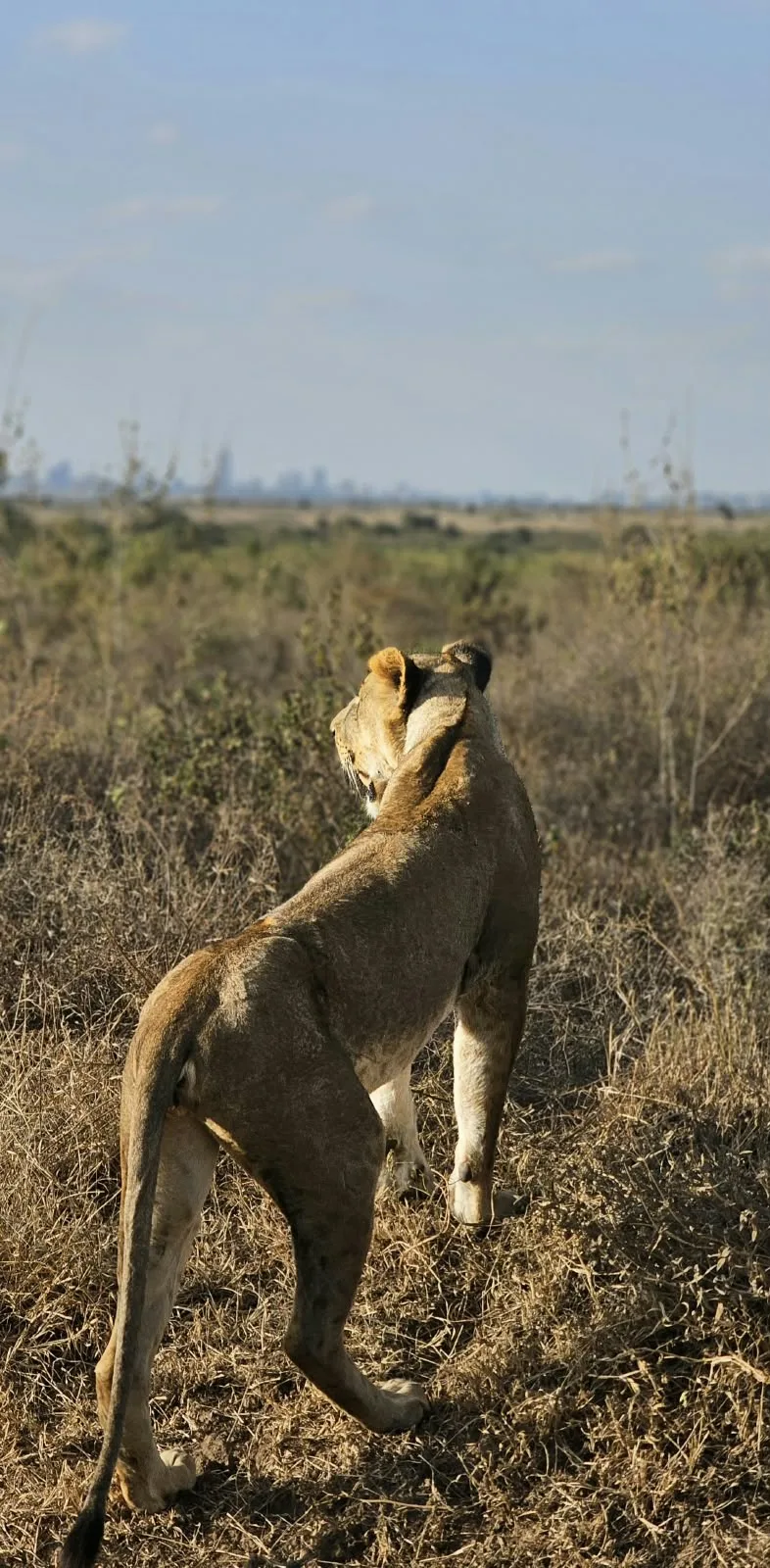 Serengeti wildlife on a 12-day Tanzania safari and Zanzibar beach holiday