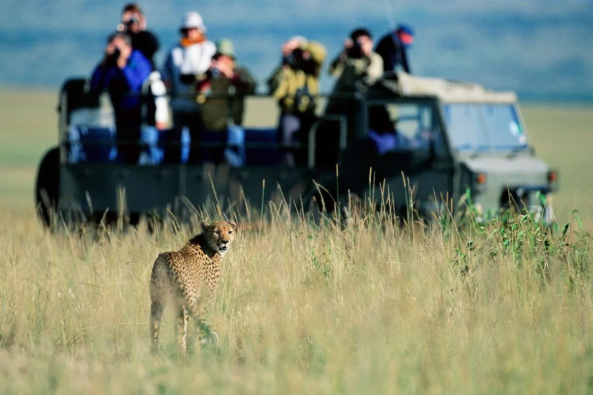Safari vehicle on a game drive among elephants in Tanzania during an affordable budget safari