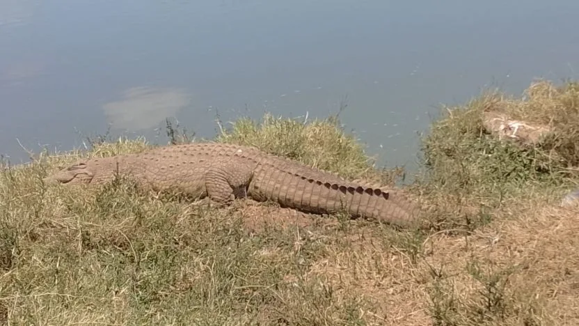 3-day Tarangire Lake Manyara and Ngorongoro safari in Tanzania