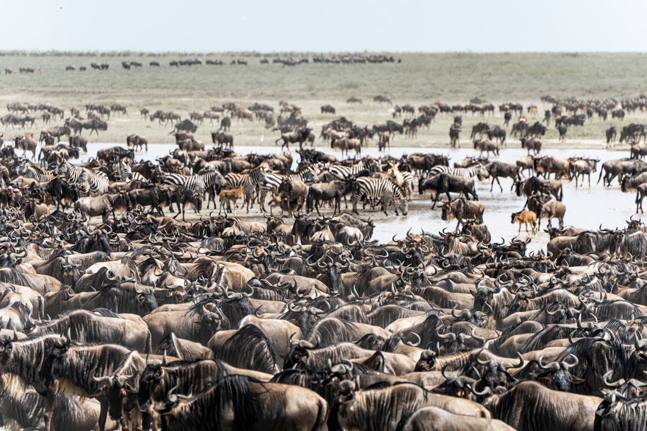 2 Days Maasai Mara Safari