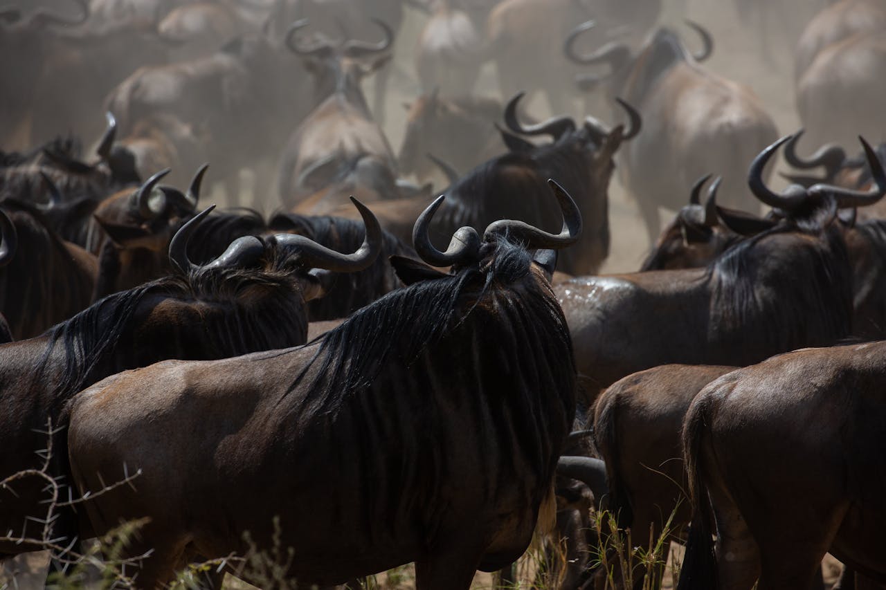 4 Days Maasai Mara Luxury Safari