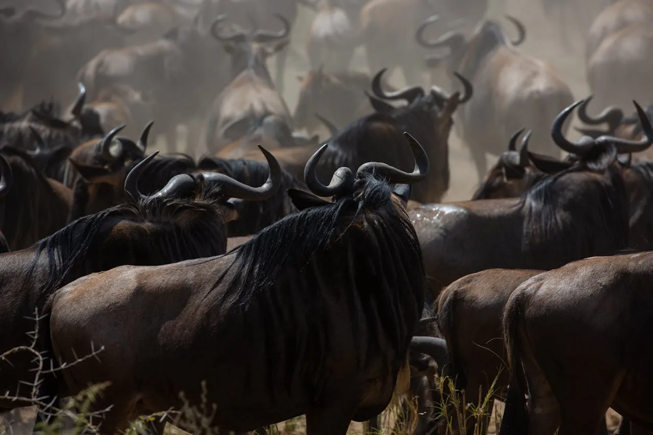 7 Days Kenya Affordable Group Safari