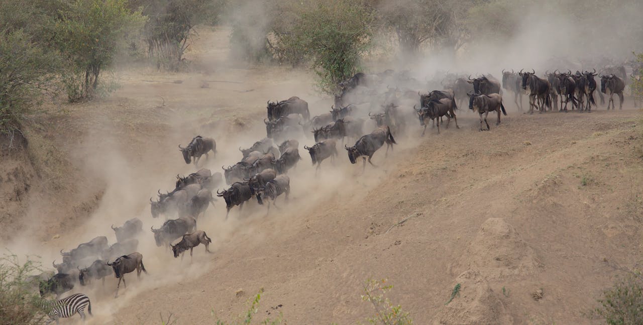 10 Days Kenya Luxury Safari 2026/2027