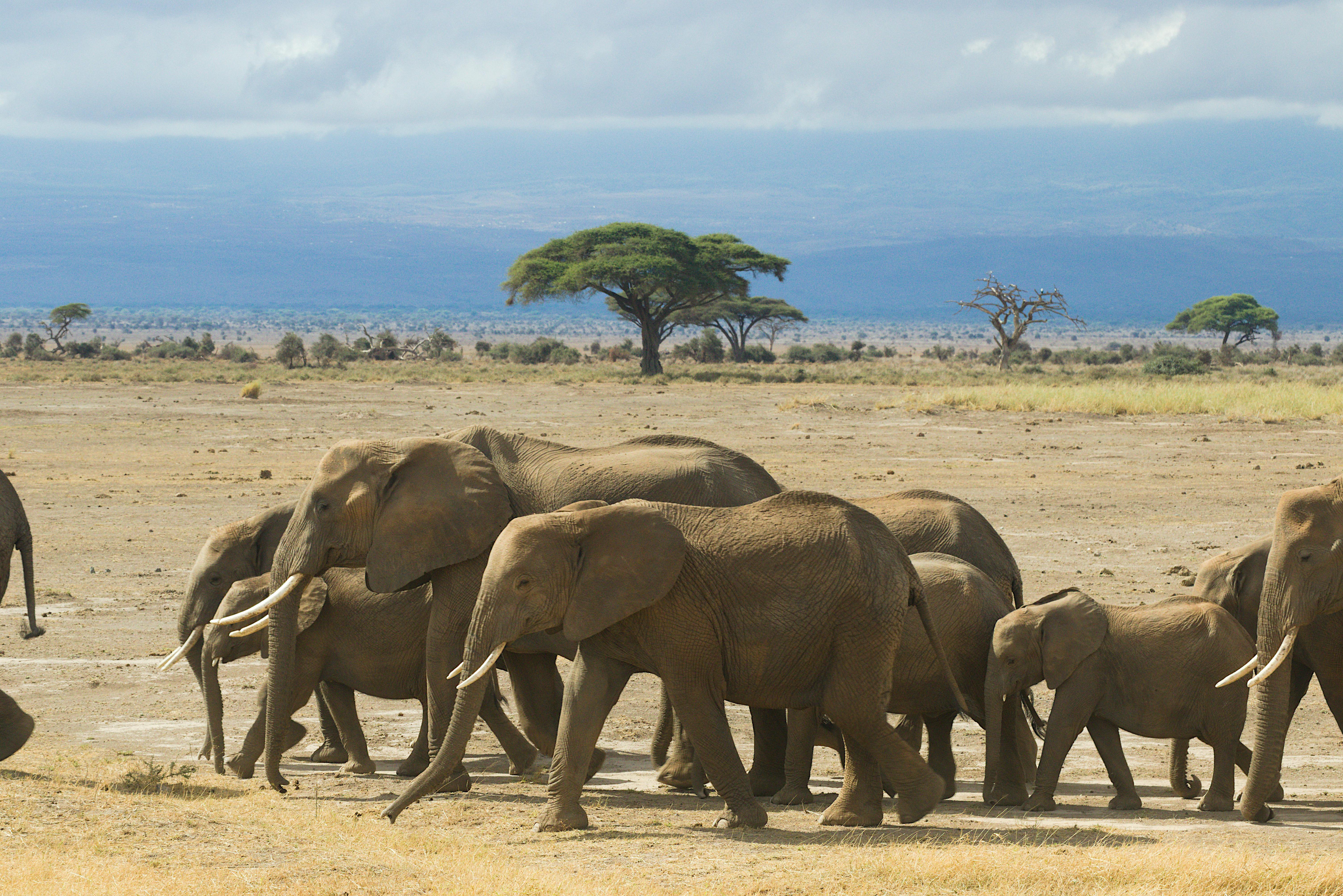 Great Migration in Kenya