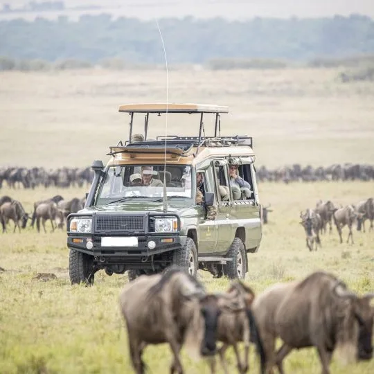 Private 4x4 Land Cruiser on a Serengeti game drive
