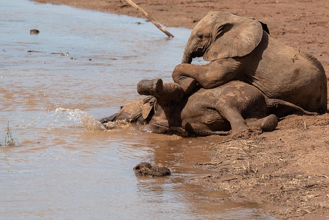 4 Days Maasai Mara Luxury Safari