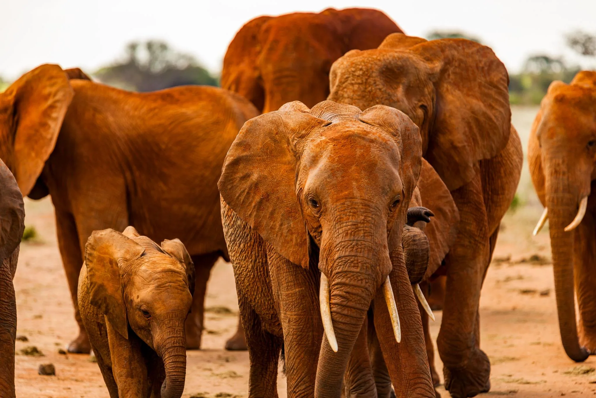samburu-shaba-buffalo-springs-safari-tours-20260617-152135-1dada6.webp