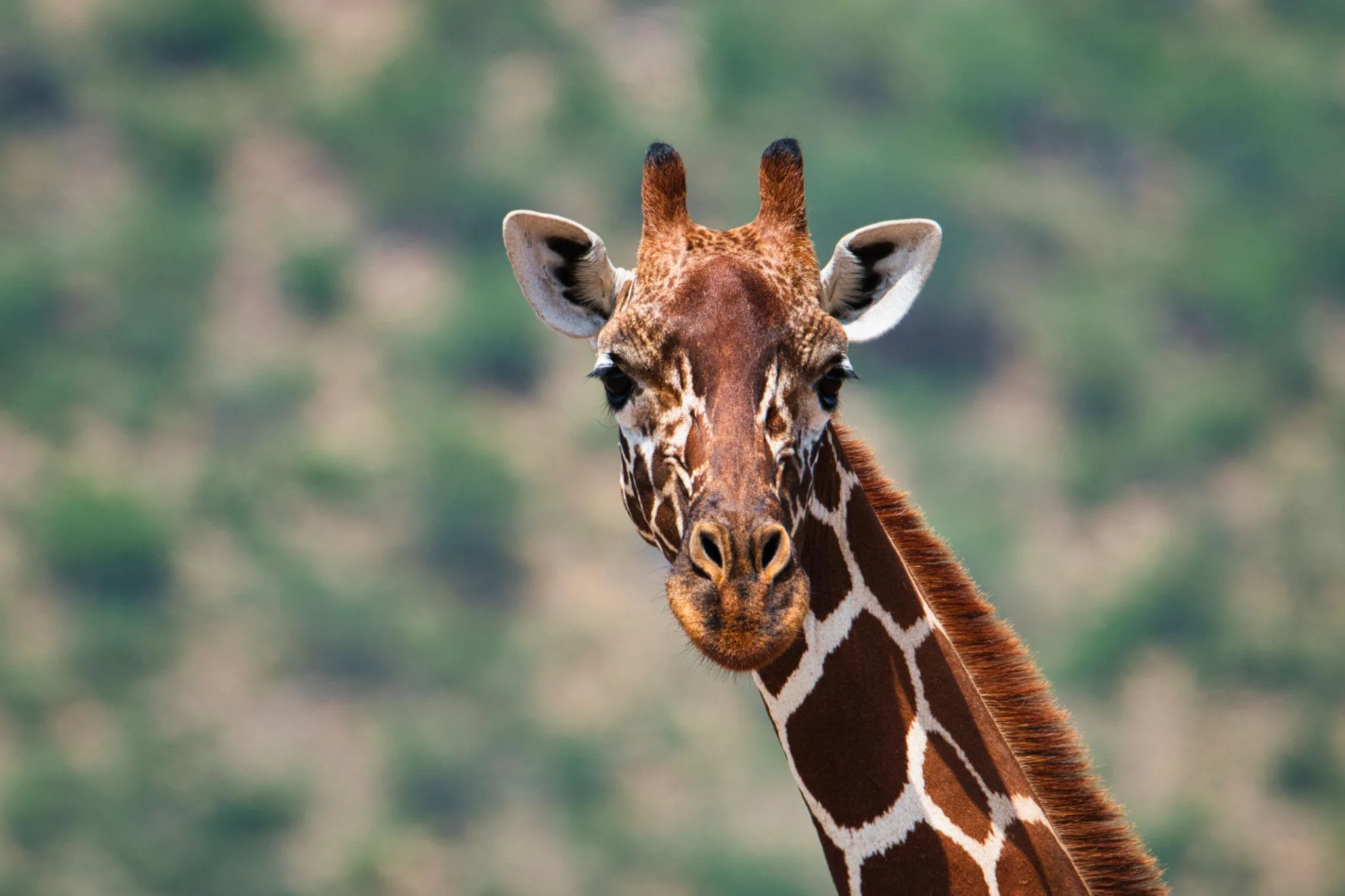 2 Days Group Tour Maasai Mara