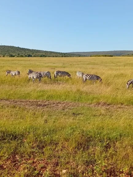 3 Day Serengeti Group Tour from Arusha in Tanzania