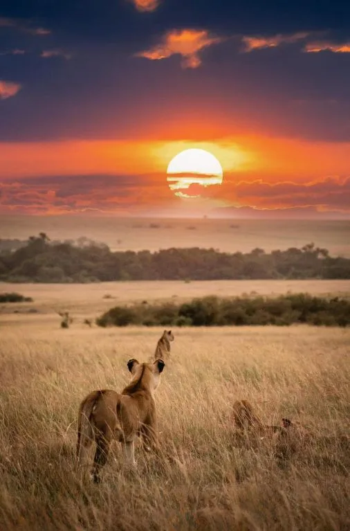 4 days Serengeti tour from Zanzibar with wildlife on the open plains