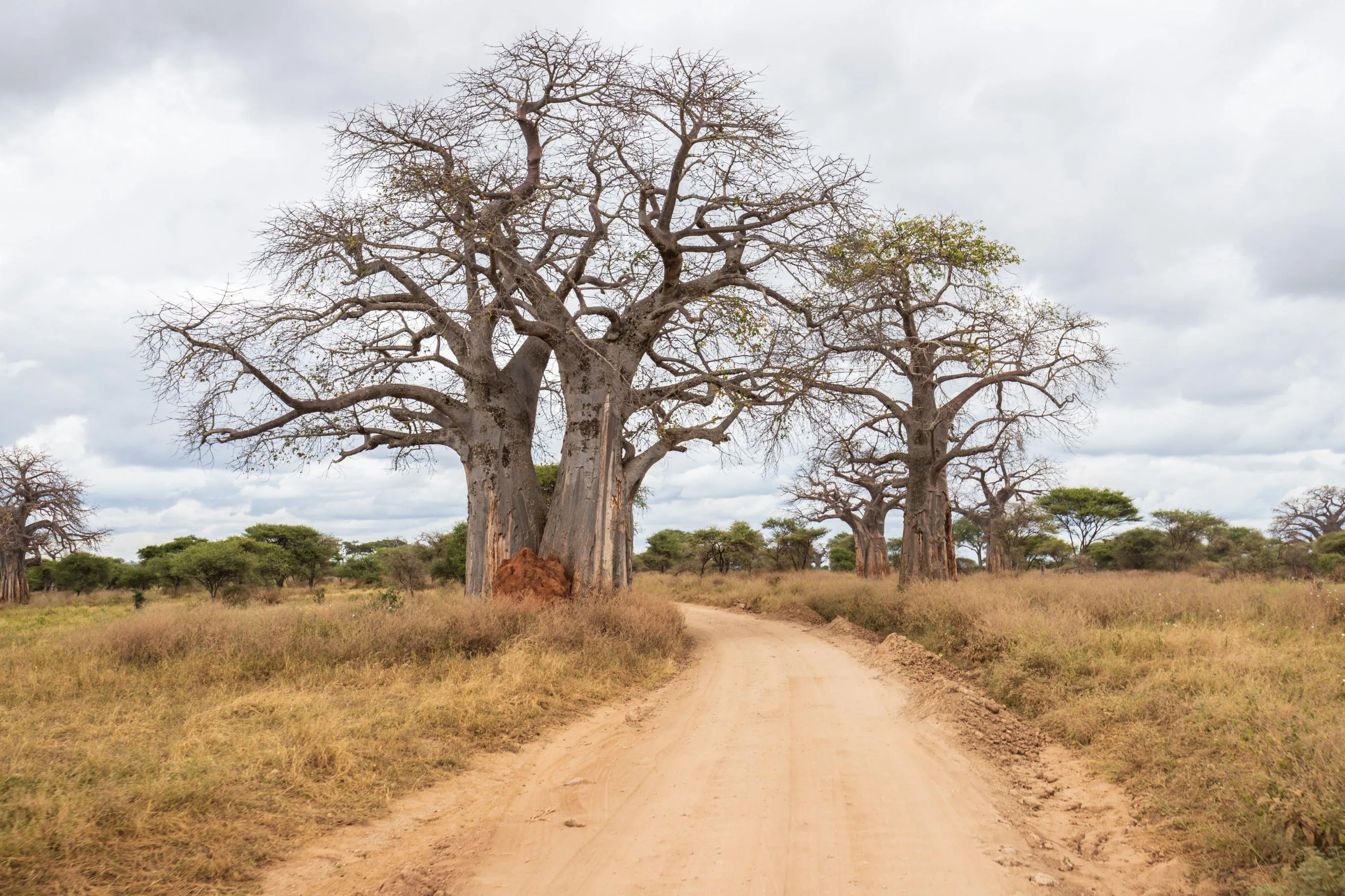 5-day Tanzania group safari in Serengeti National Park