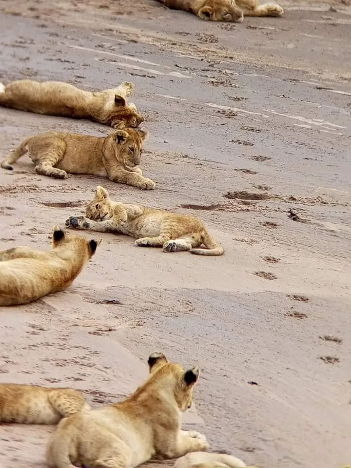 Top 15 Affordable Kenya Safari Tours rom from 3 to 14 Days (2026, 2027 & 2028 Guide)