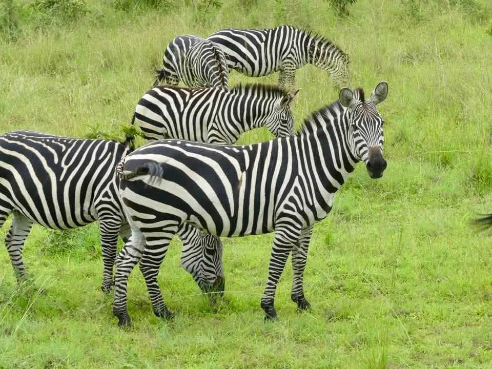 9 Days Kenya Safari & Zanzibar Beach Tour with Big Five wildlife and white-sand beaches