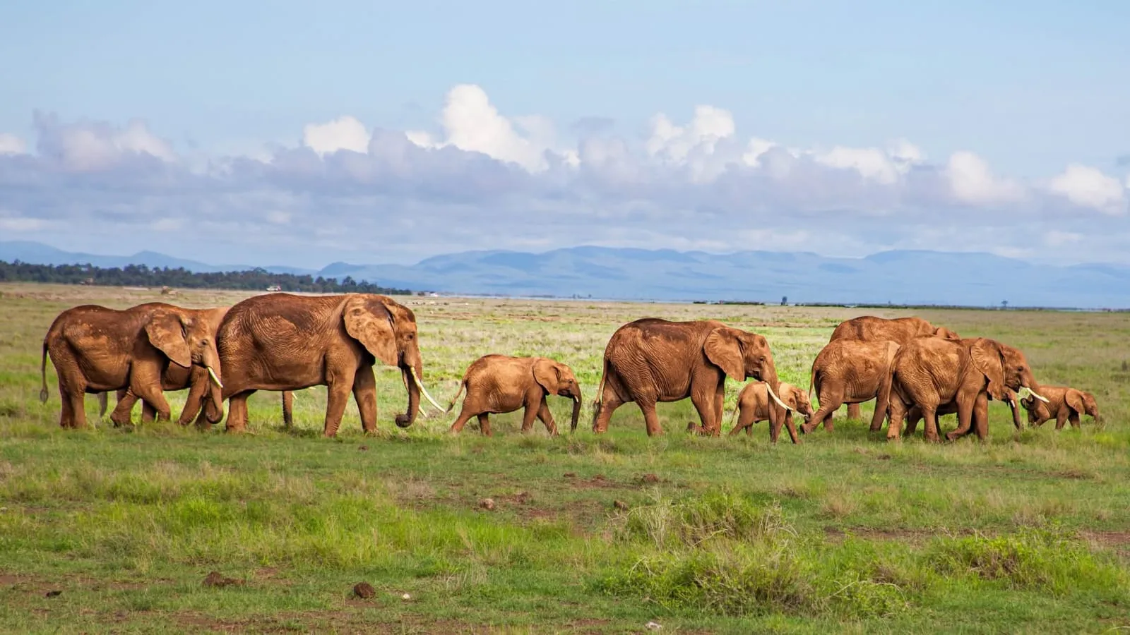 Amboseli Fly In Tour & Safaris