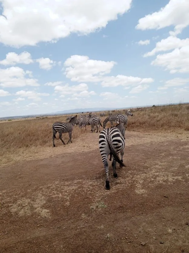 4 days Serengeti tour from Zanzibar with wildlife on the open plains